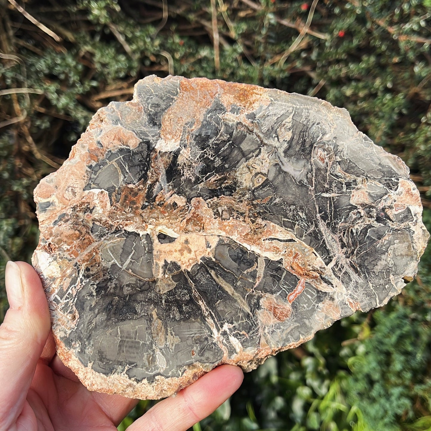 Petrified Wood Slab | B - Shiny Crystals