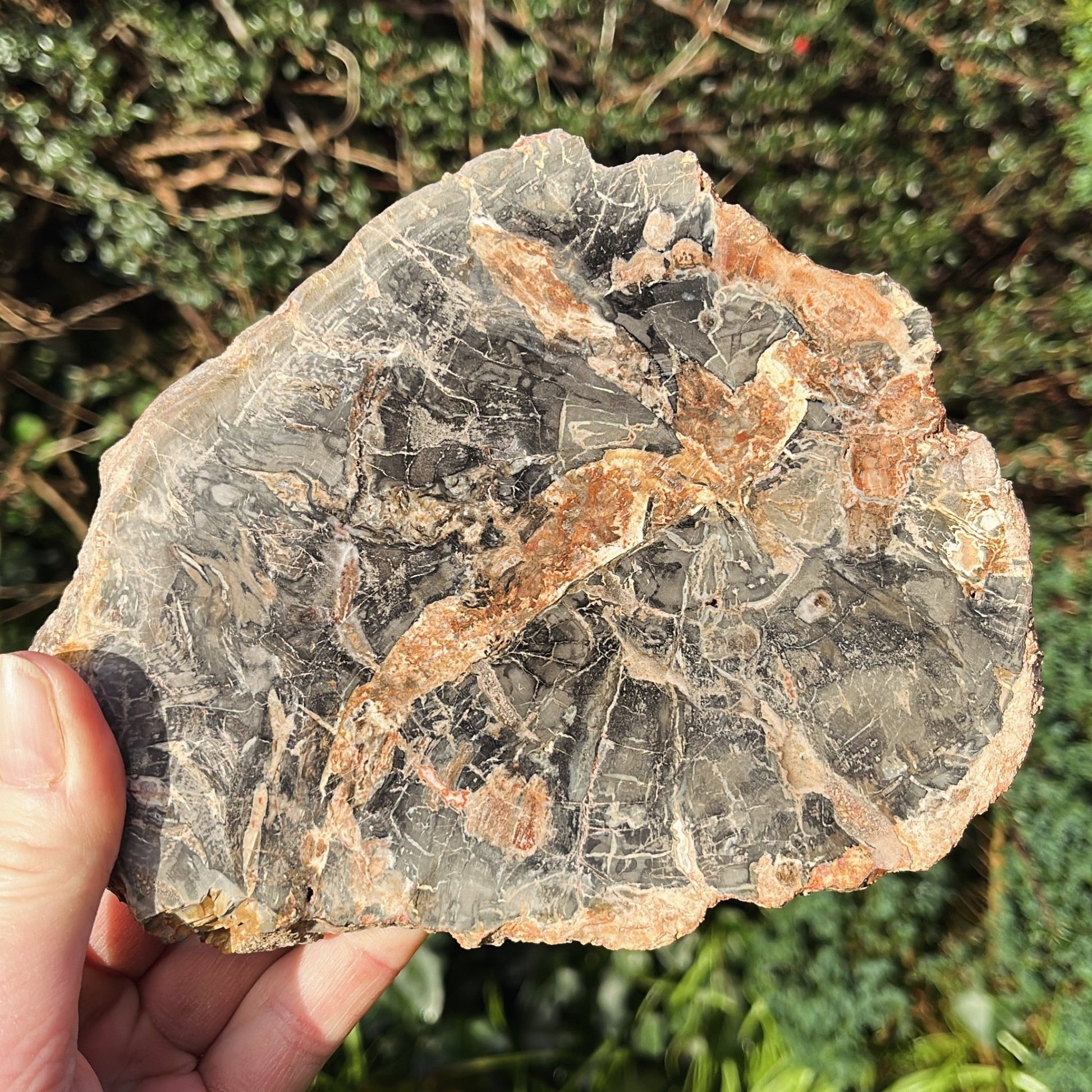 Petrified Wood Slab | B - Shiny Crystals