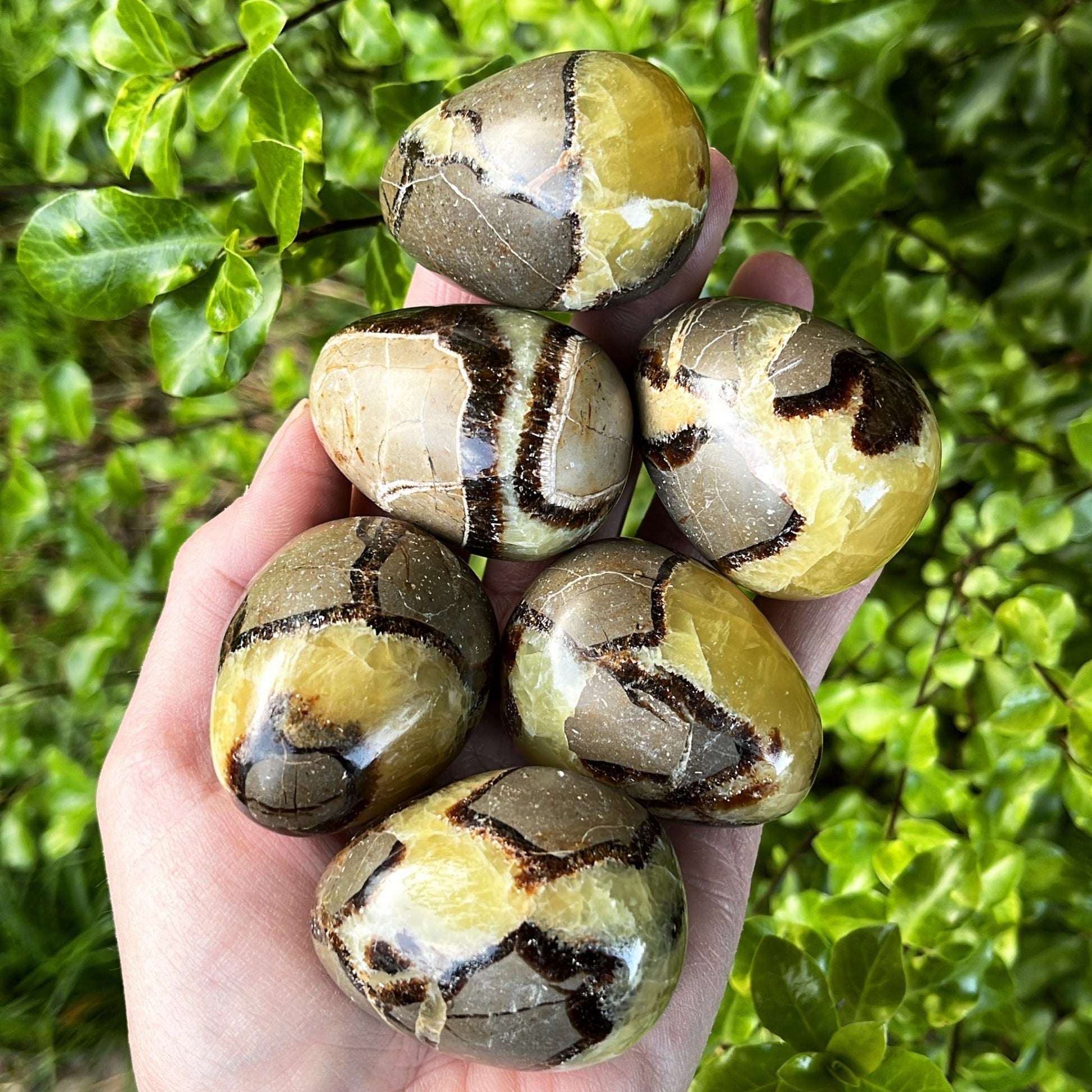 Septarian Egg - Shiny Crystals