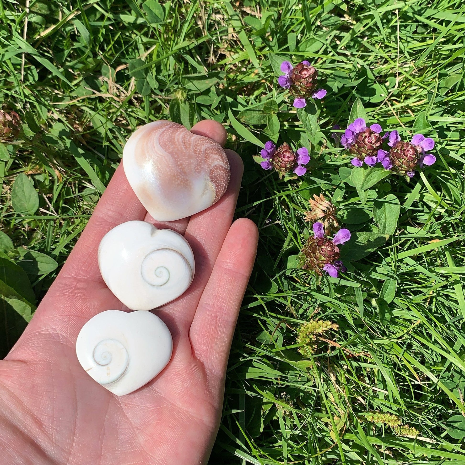 Shiva Eye Shell Heart - Shiny Crystals