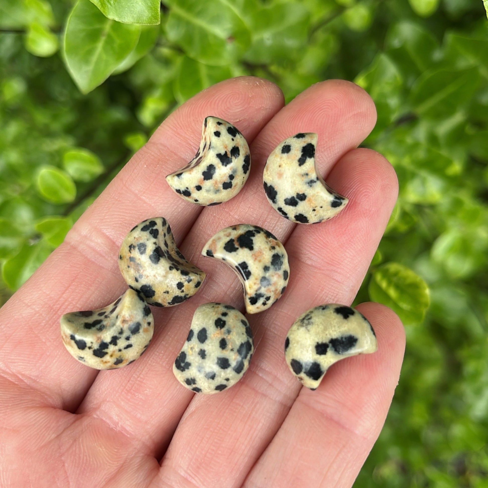 Tiny Dalmatian Jasper Moon - Shiny Crystals